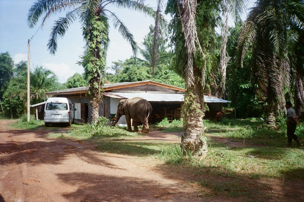 Elephant near a building with palm trees