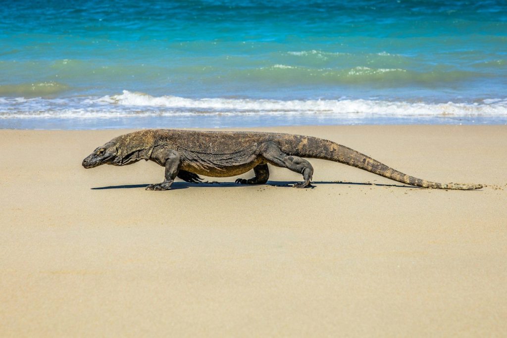 a lizard on a beach