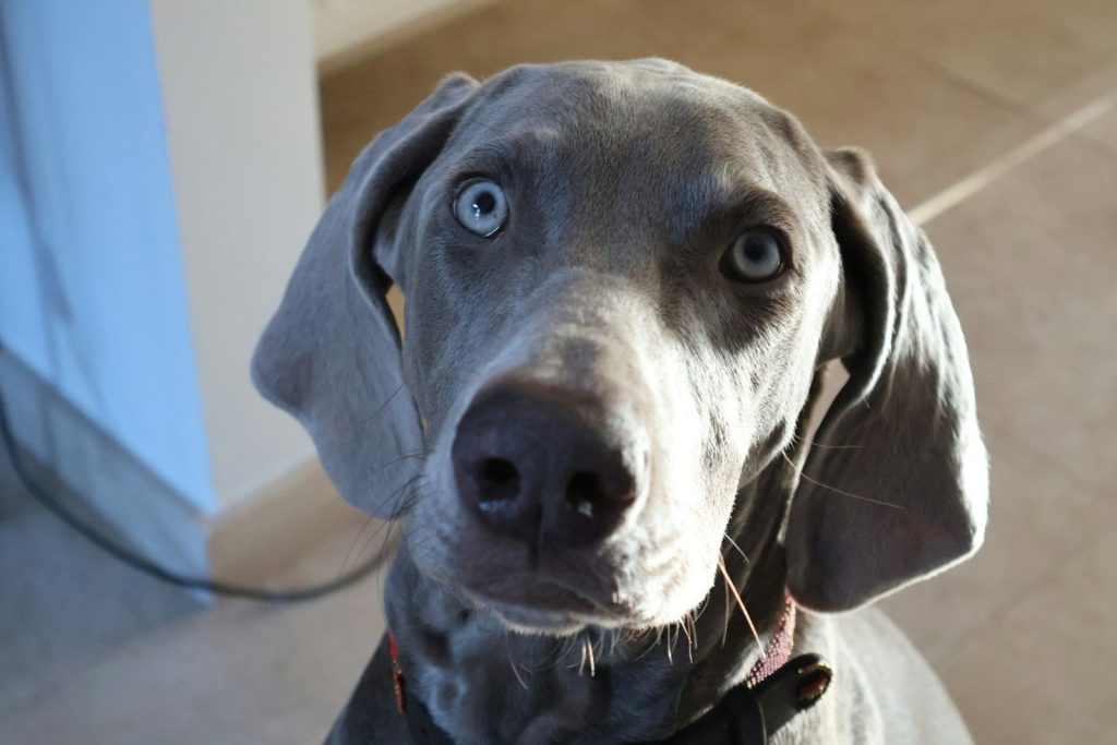 a gray dog with blue eyes looking up