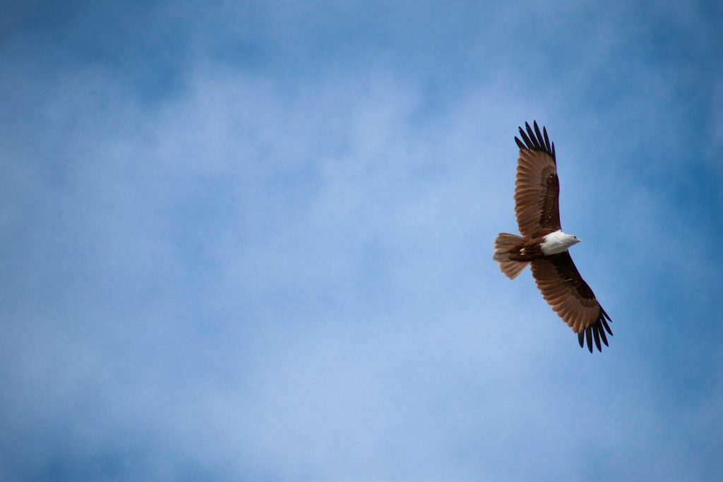 low-angle photography of white and brown eagle