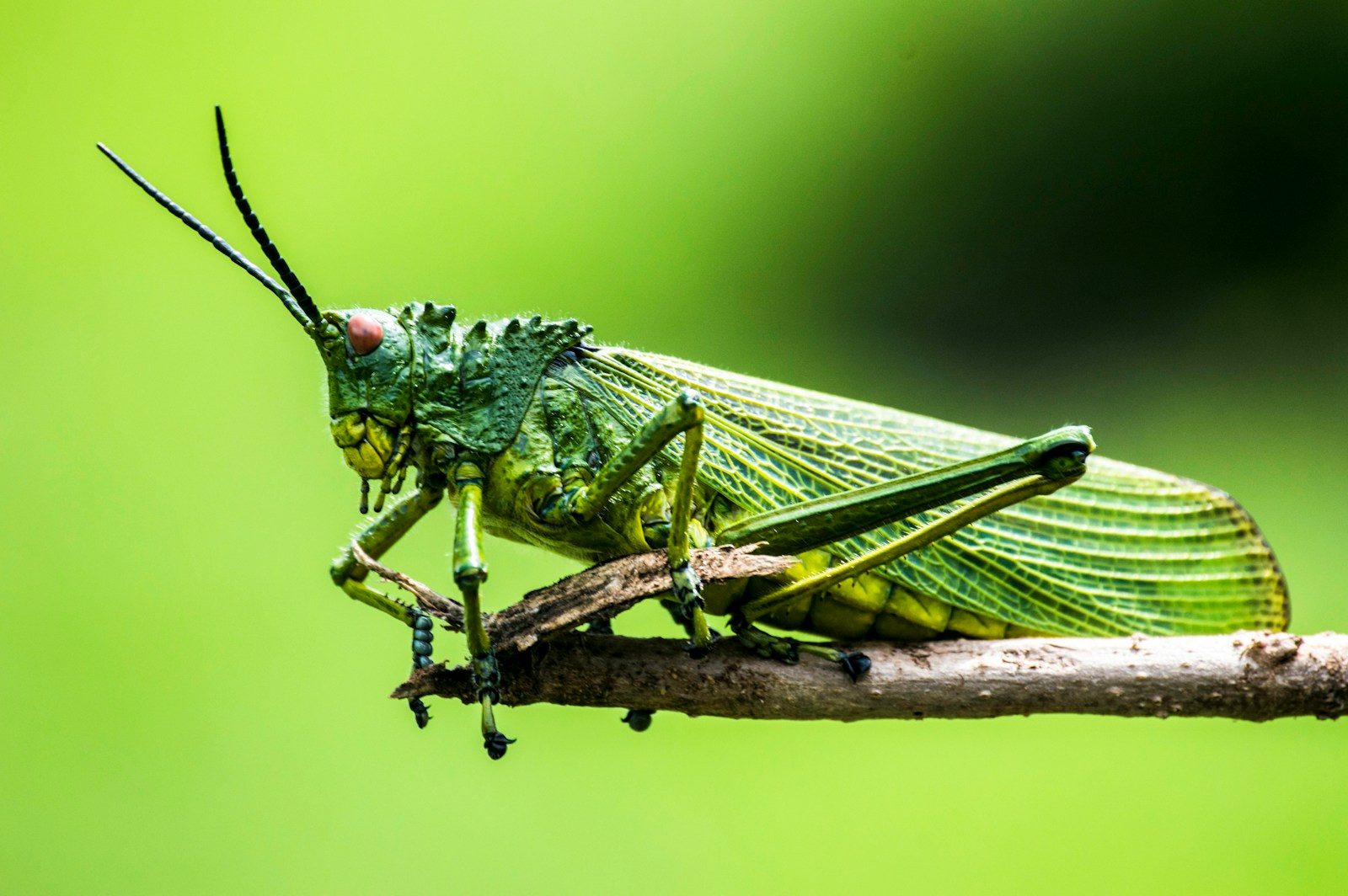 Are We Facing an Insect Apocalypse?