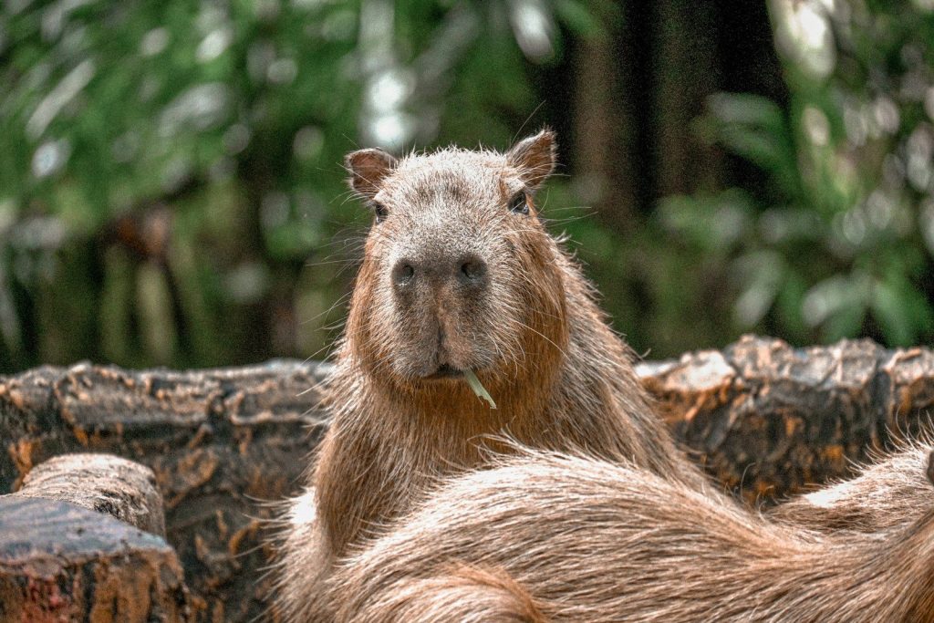 A close up of a capybara on a log
