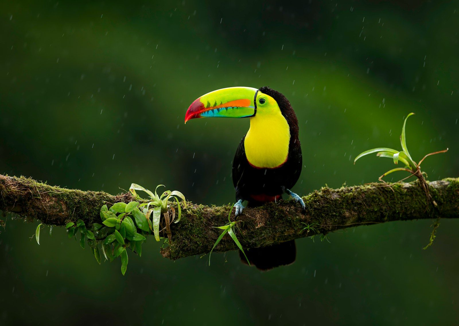 black yellow and red bird on brown tree branch