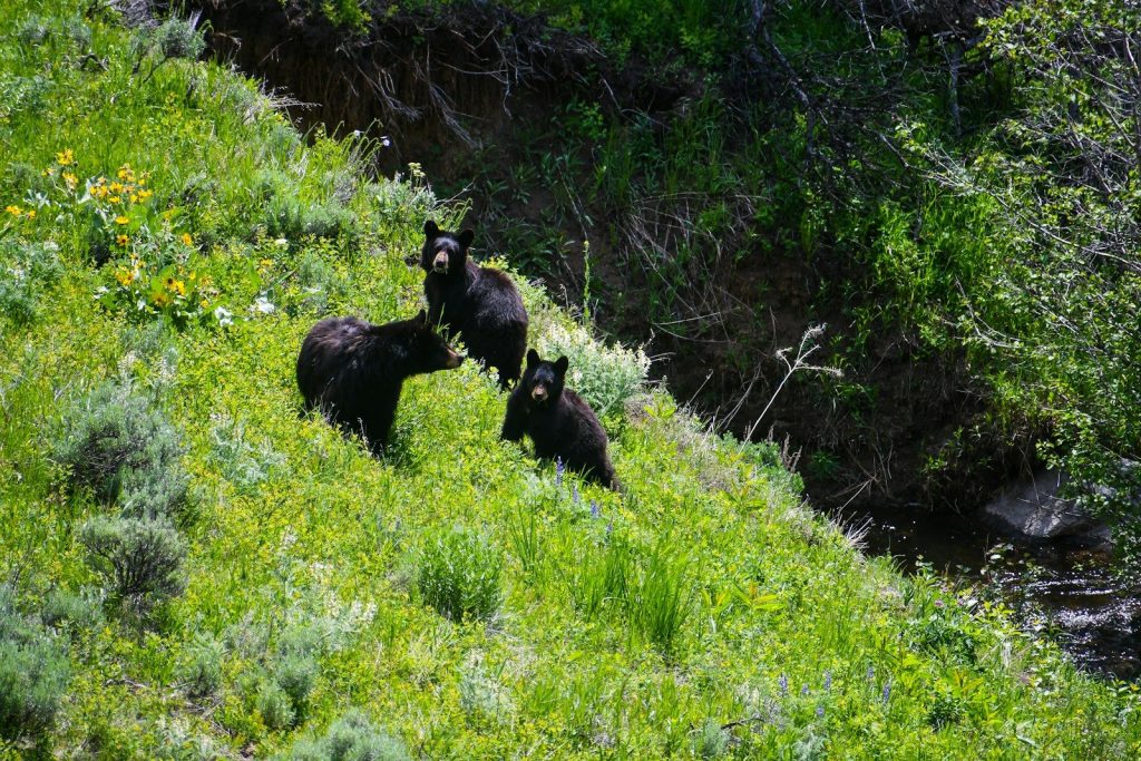 three black bears are standing on a grassy hill
