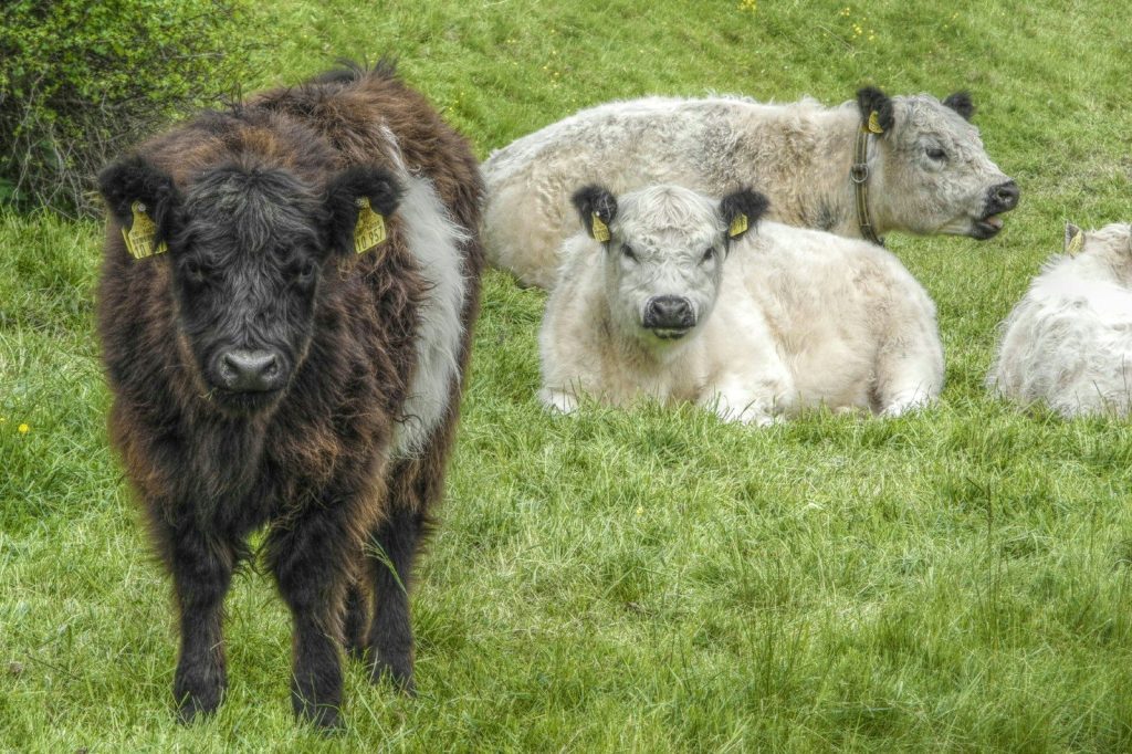 Fluffy highland cows resting on a grassy hill.