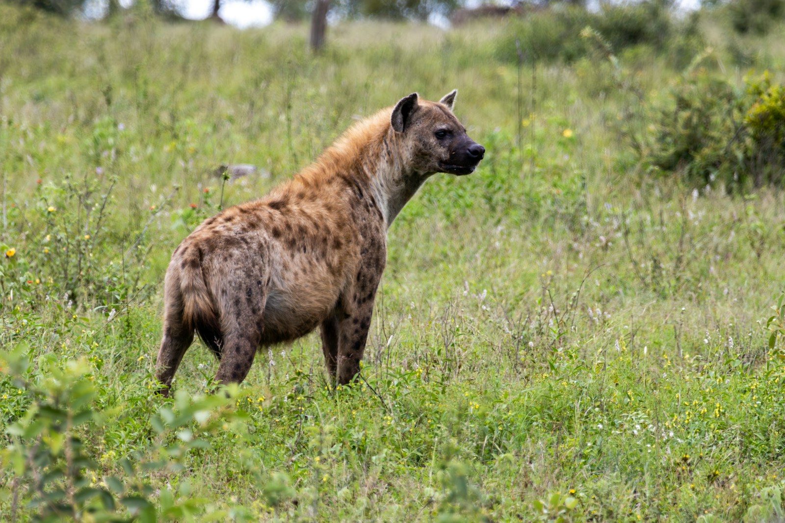 Laughing Hyenas: The Truth Behind Nature’s ‘Comedians’