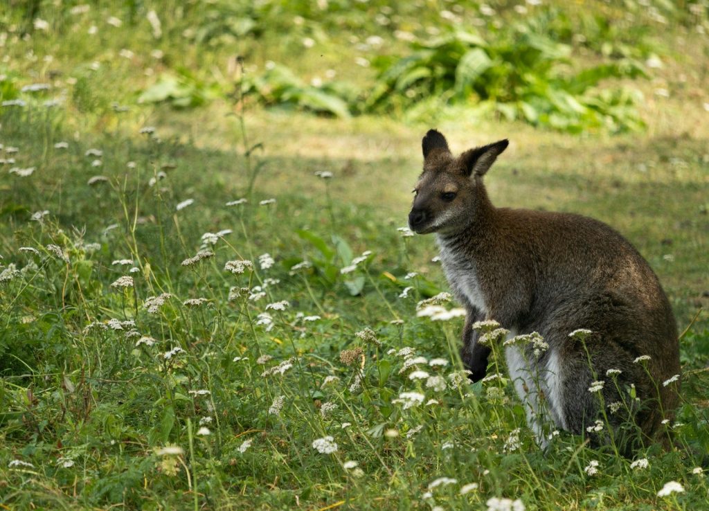 a brown dog sitting in a grassy field