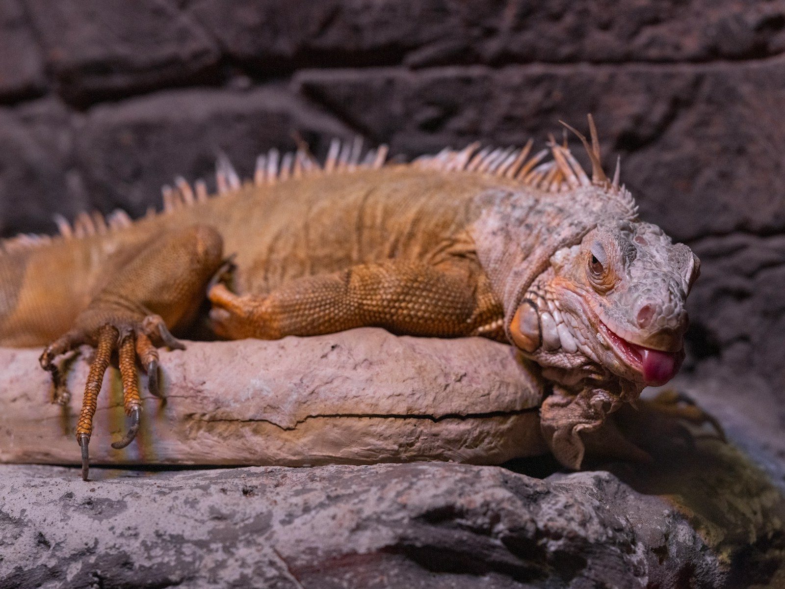 Think Twice: The Worst Wild Animals to Keep as Pets