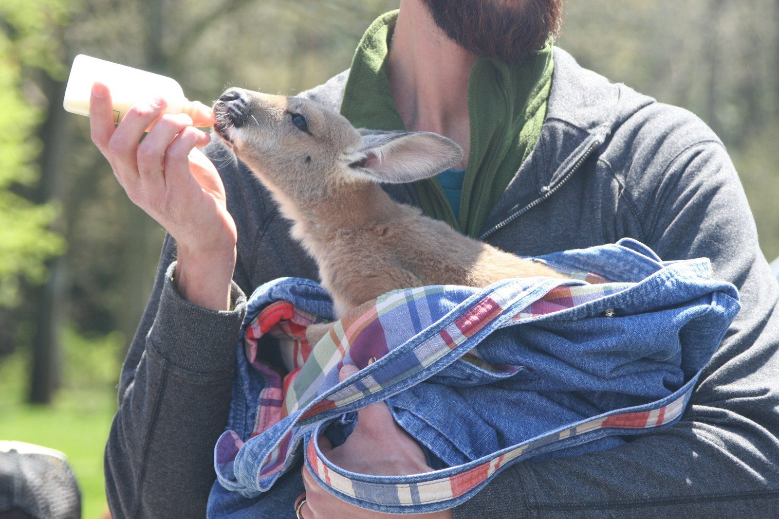 brown kangaroo
