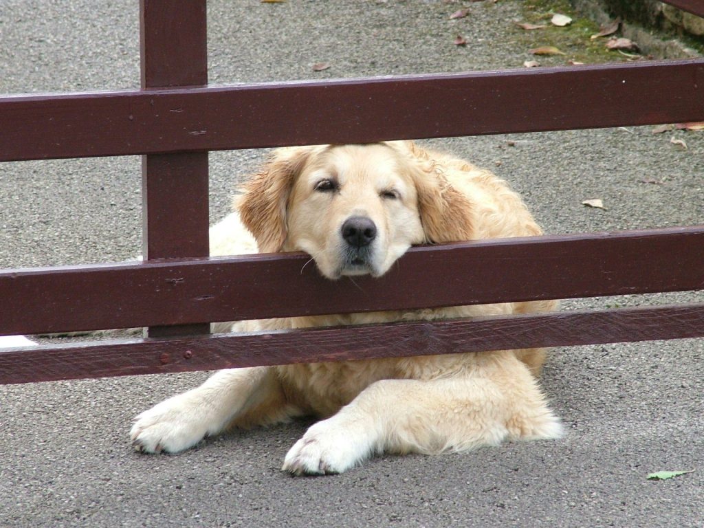 Golden retriever dog resting on brown wooden gate.