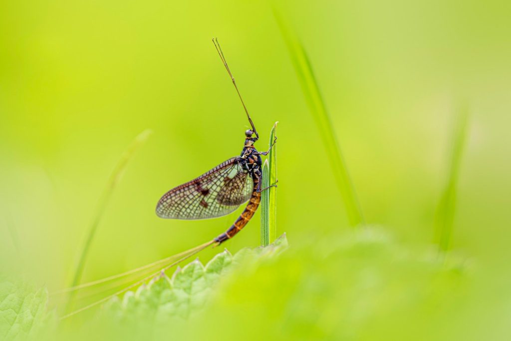A delicate insect rests on a blade of grass.