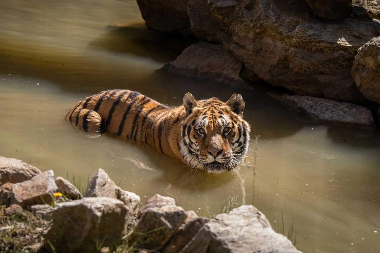 Tiger wading in shallow, murky water surrounded by rocks.