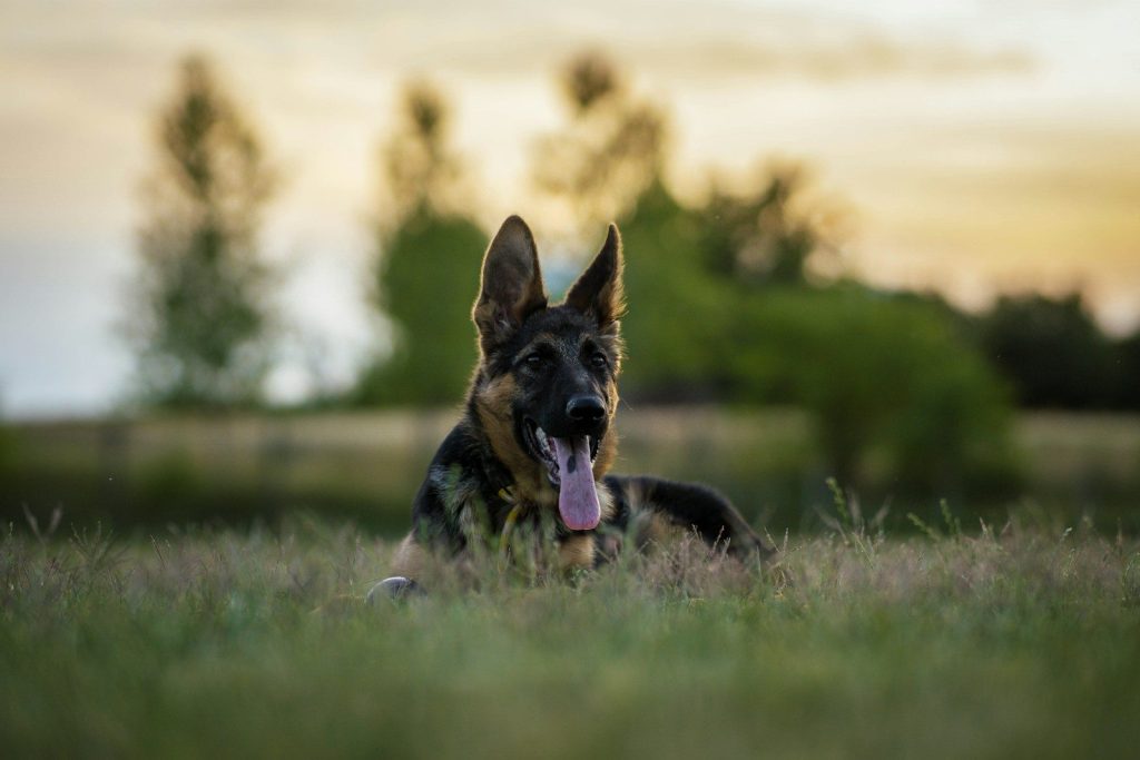a dog lying in the grass