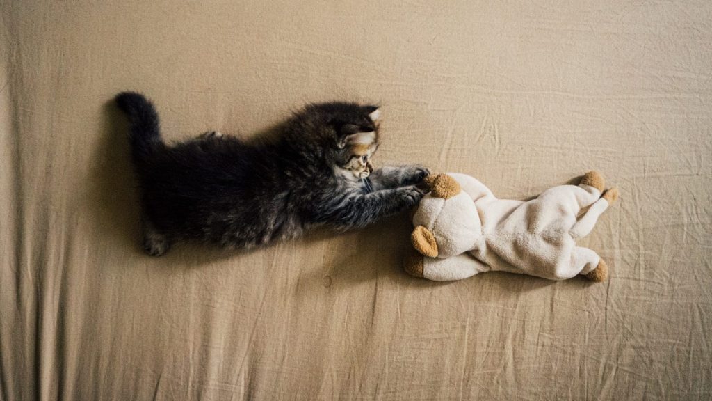 a cat laying on top of a bed next to a stuffed animal