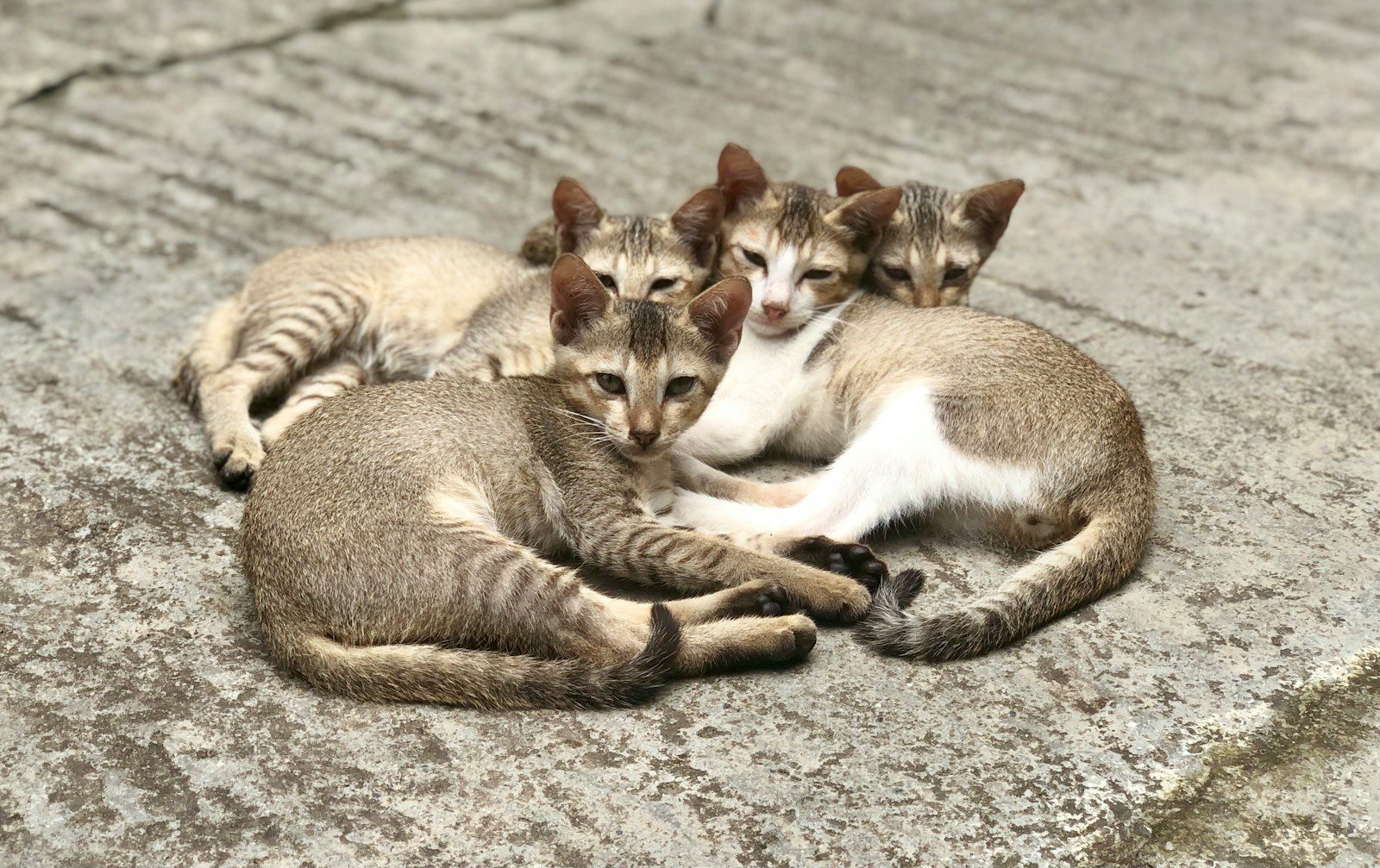a group of cats laying on top of a cement floor