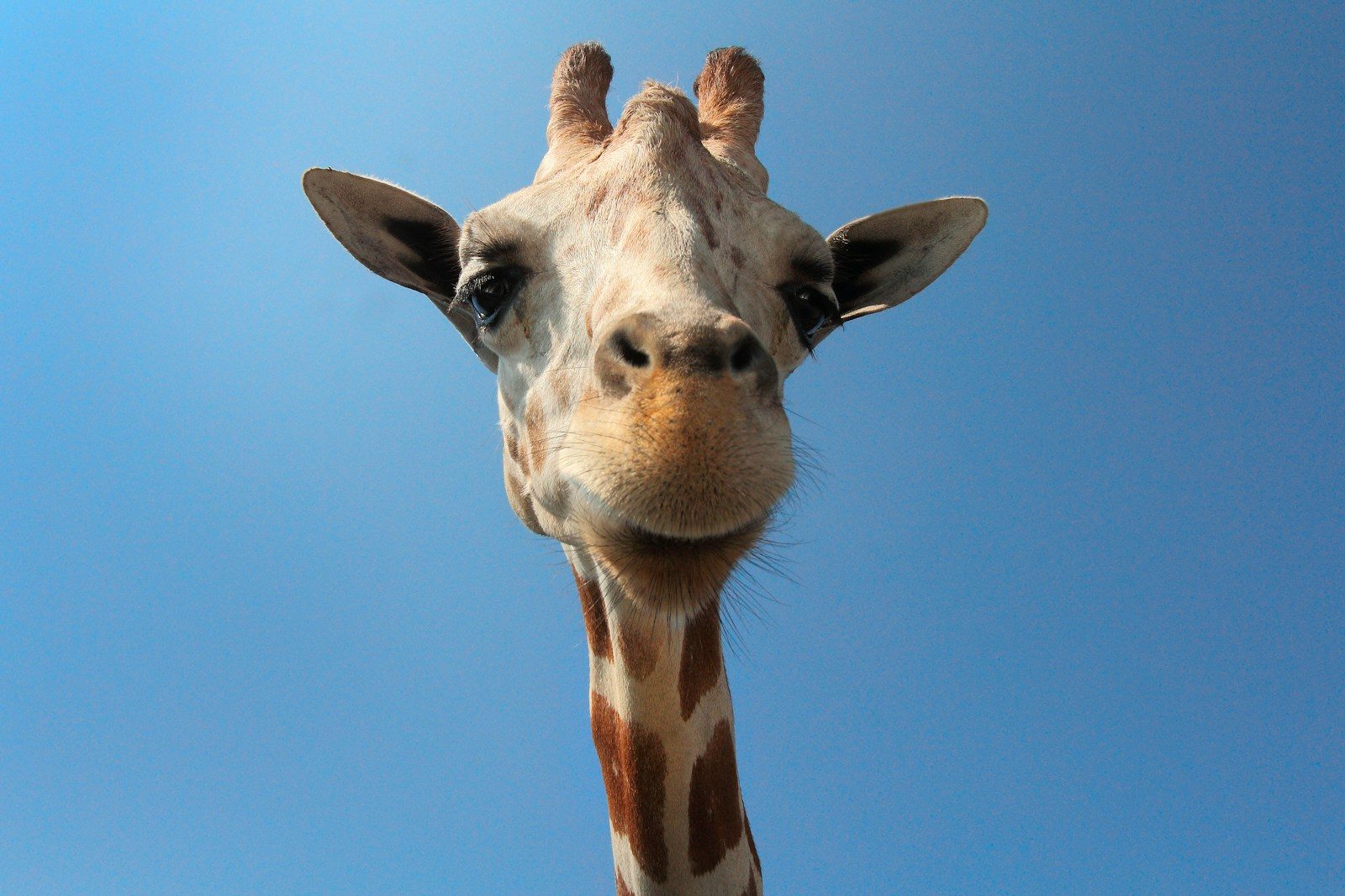Missing Giraffe Gracie Found Safe After Nearly Two Weeks on the Run in Texas
