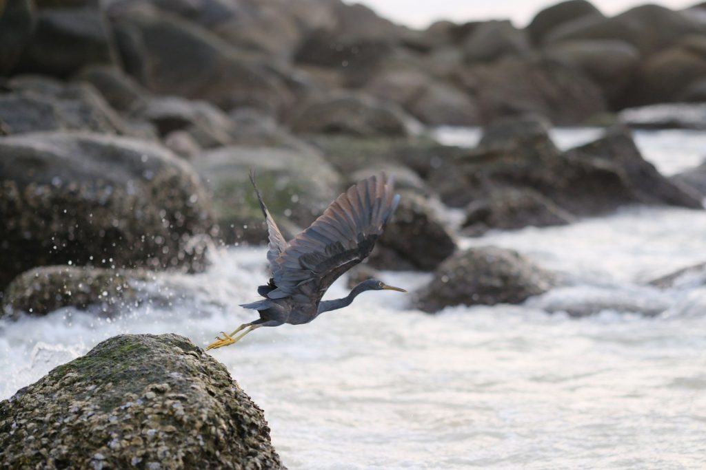 A bird flying over a body of water