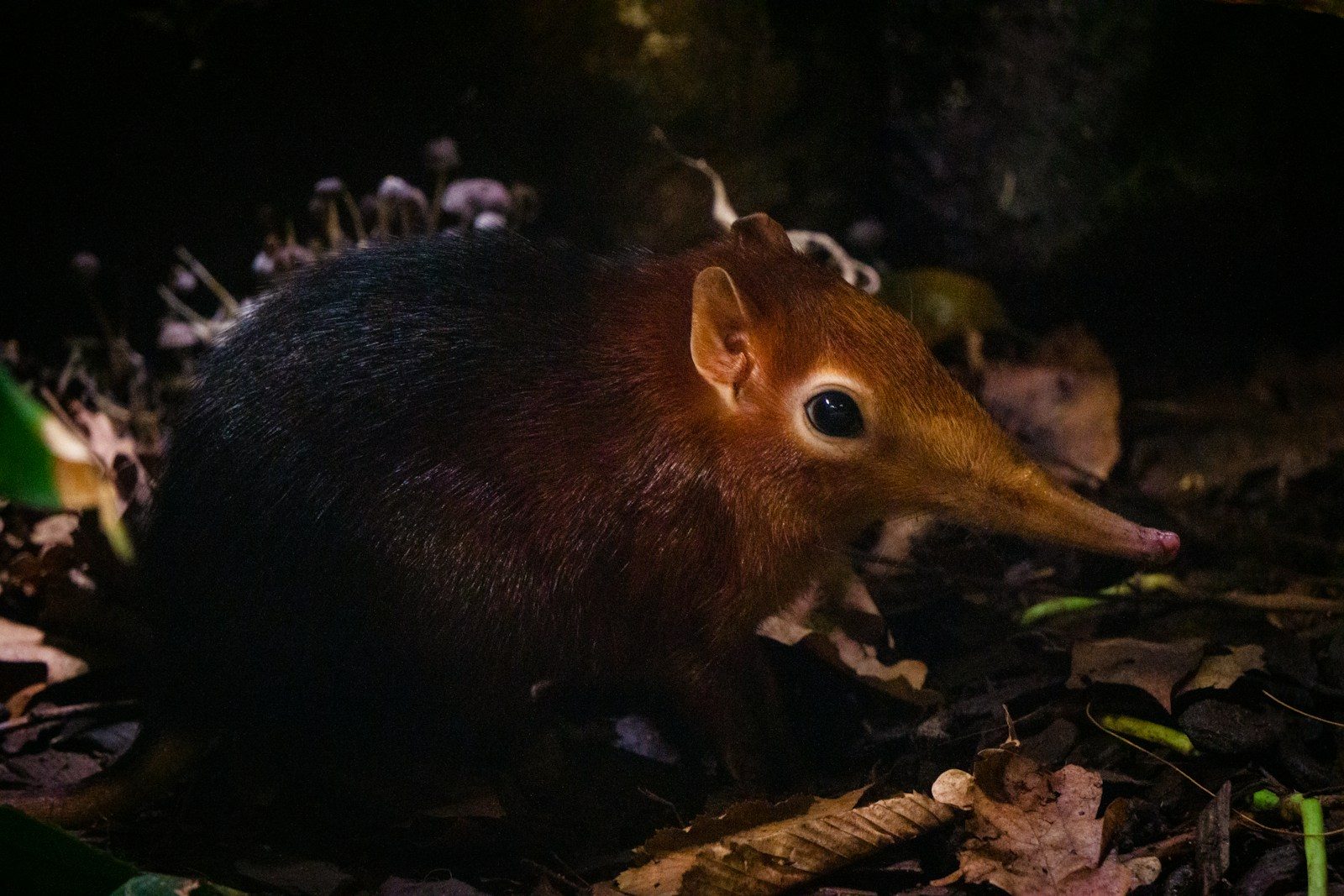 a brown rodent with a long beak
