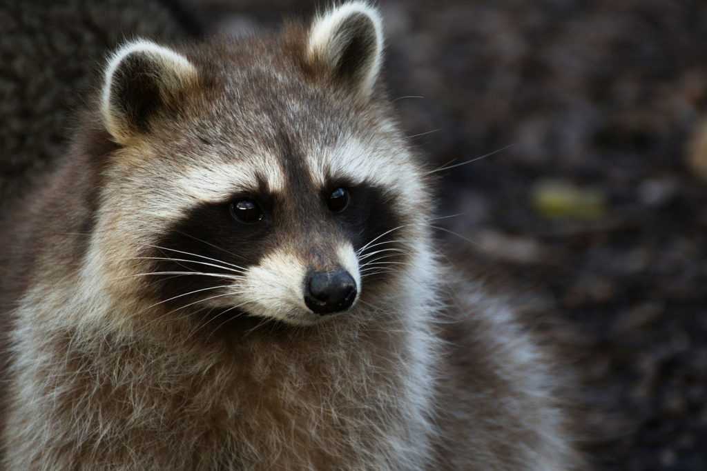 a raccoon looking at the camera