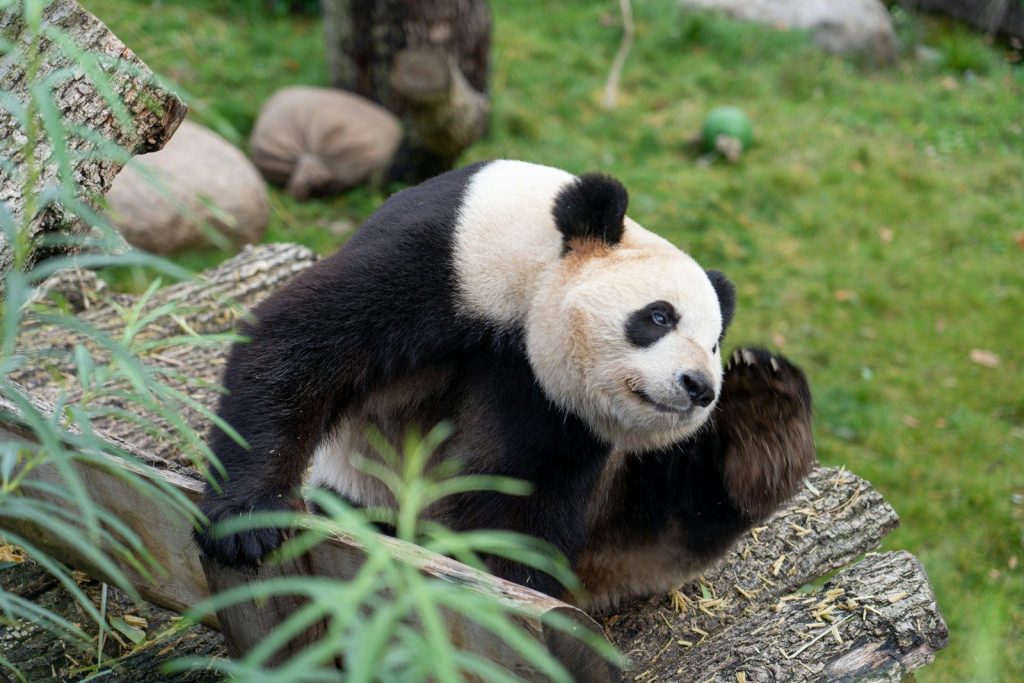 panda bear on green grass during daytime