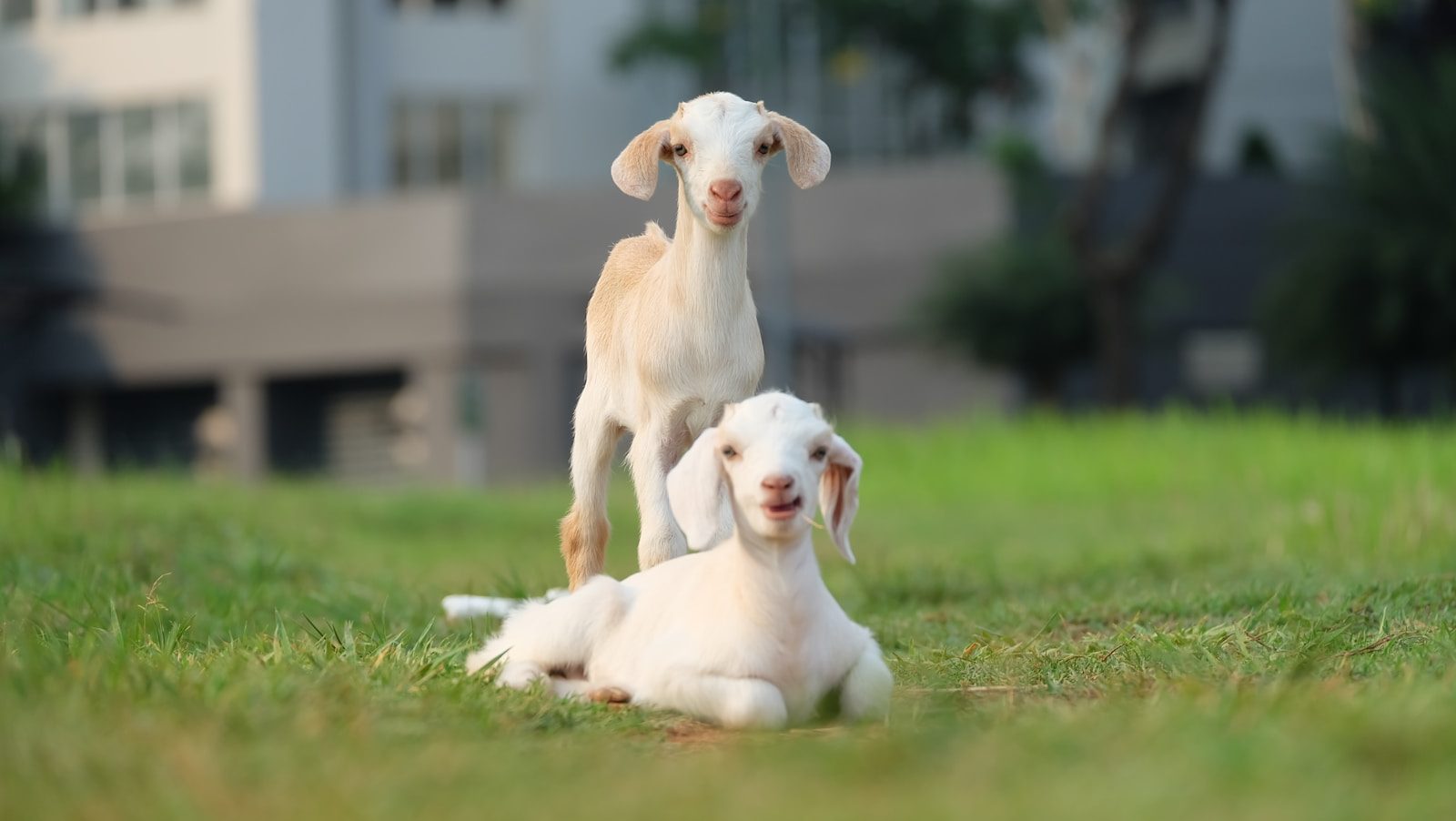 Seven Baby Goats Stolen From Petting Zoo During Thunderstorm, Leaving Mothers Distressed
