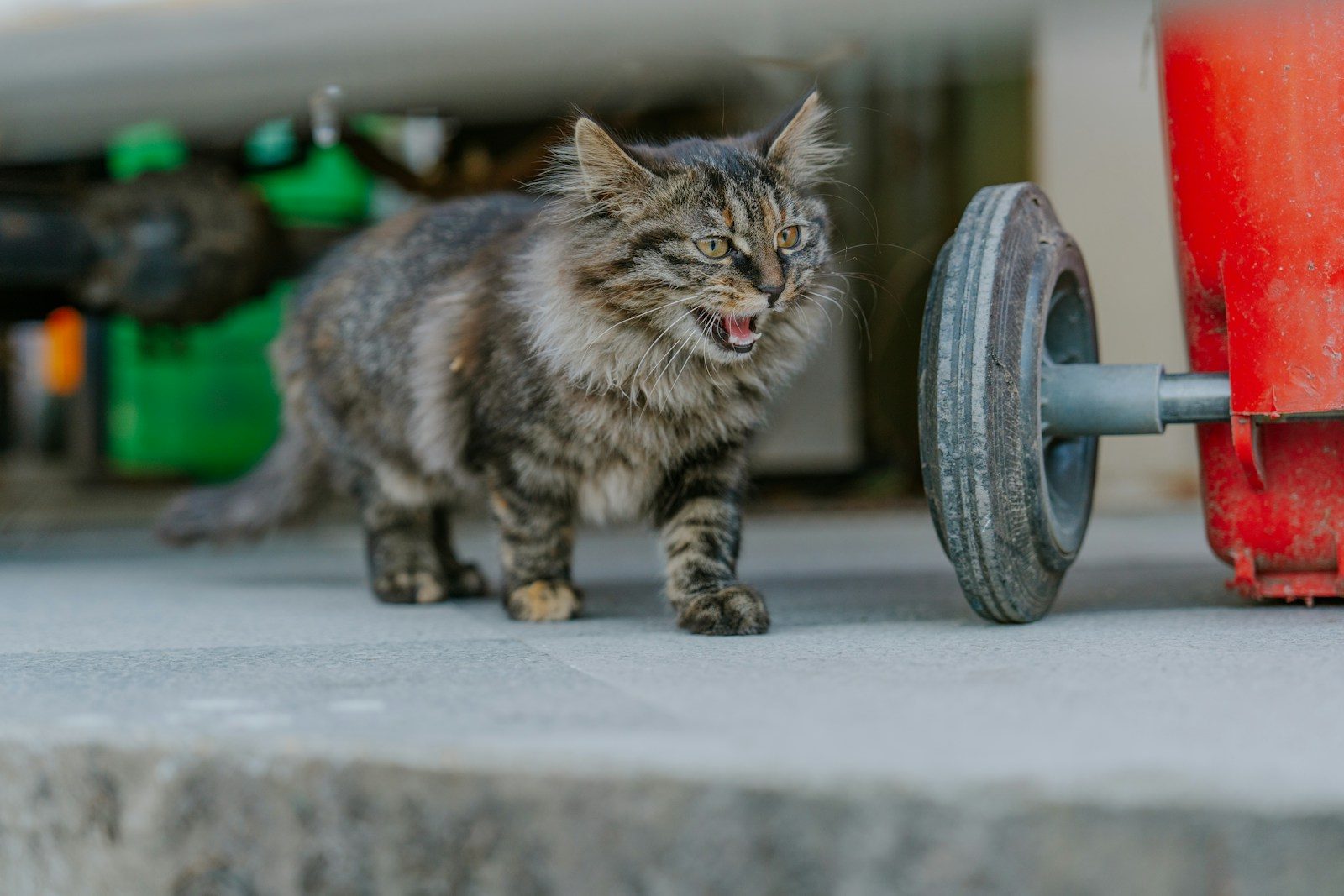A cat walking next to a red fire hydrant
