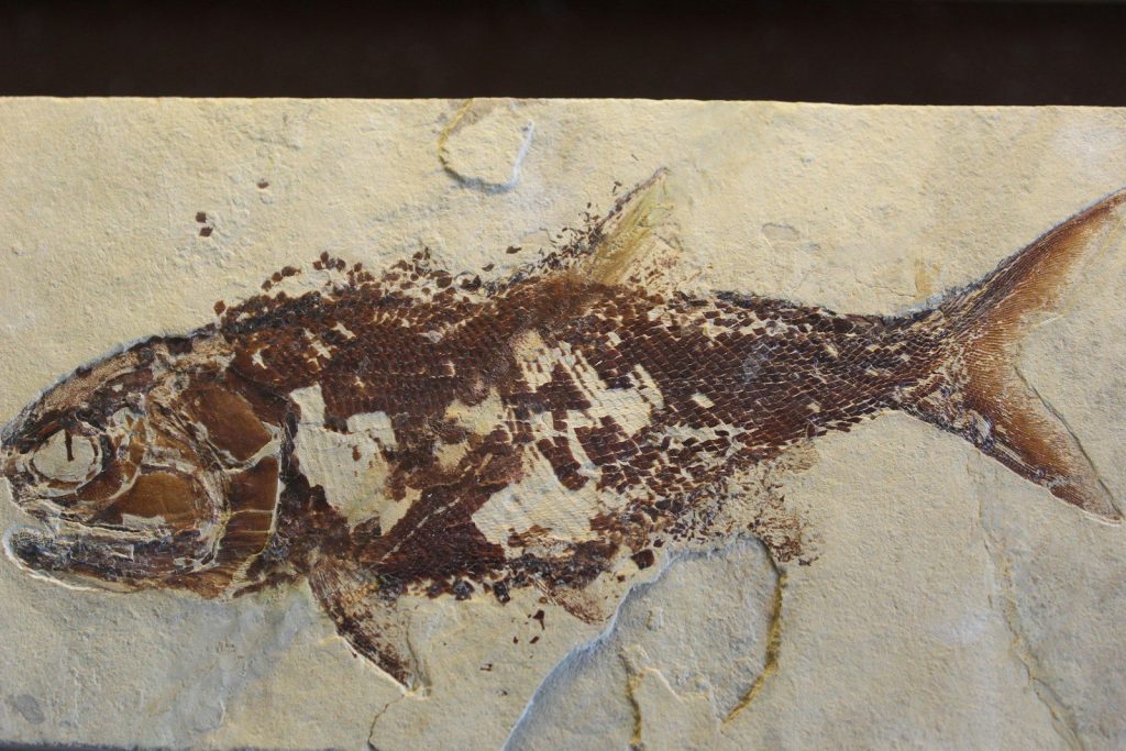 A fossilized fish embedded in a light-colored rock.