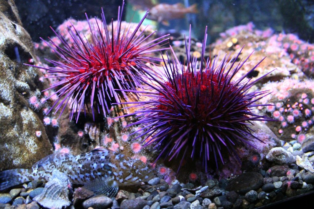 Two purple sea urchins on a rocky seabed.