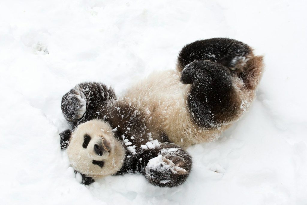A fluffy panda cub rolls around in the snow.