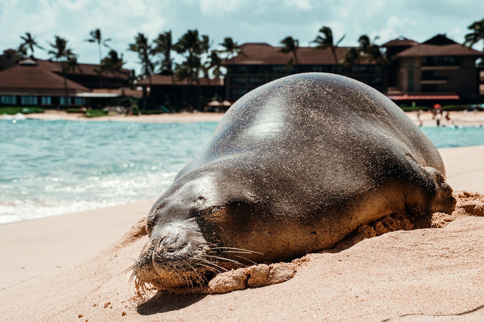 Beloved Hawaiian Monk Seal Kaʻale Died from Parasite Linked to Cat Feces, NOAA Confirms