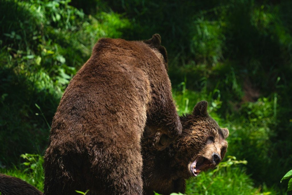 Two bears appear to be engaged in a fight.