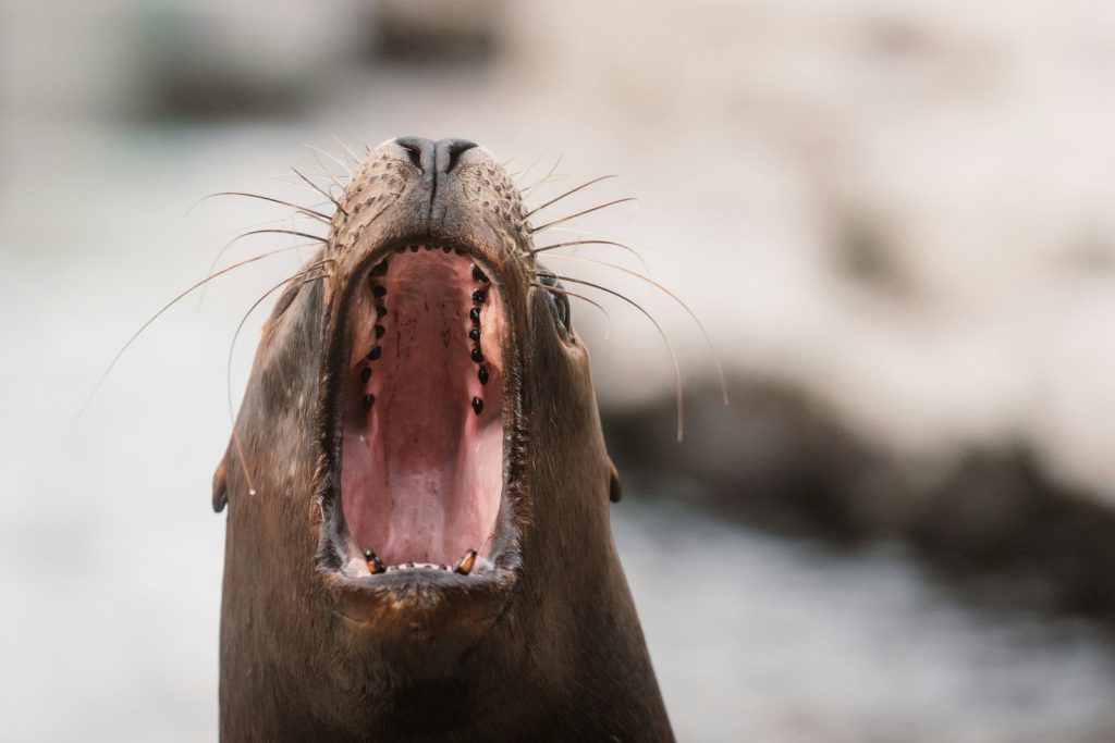 A sea lion with its mouth wide open