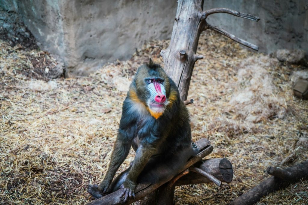 close-up photo of monkey sitting on tree branch