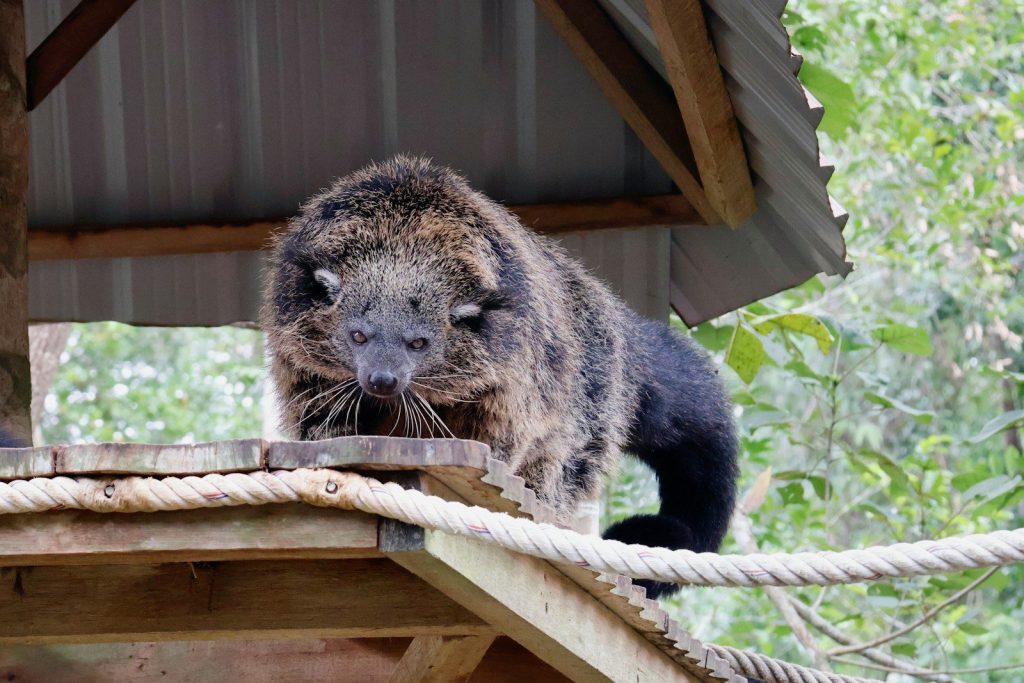 A binturong walks on a wooden platform.