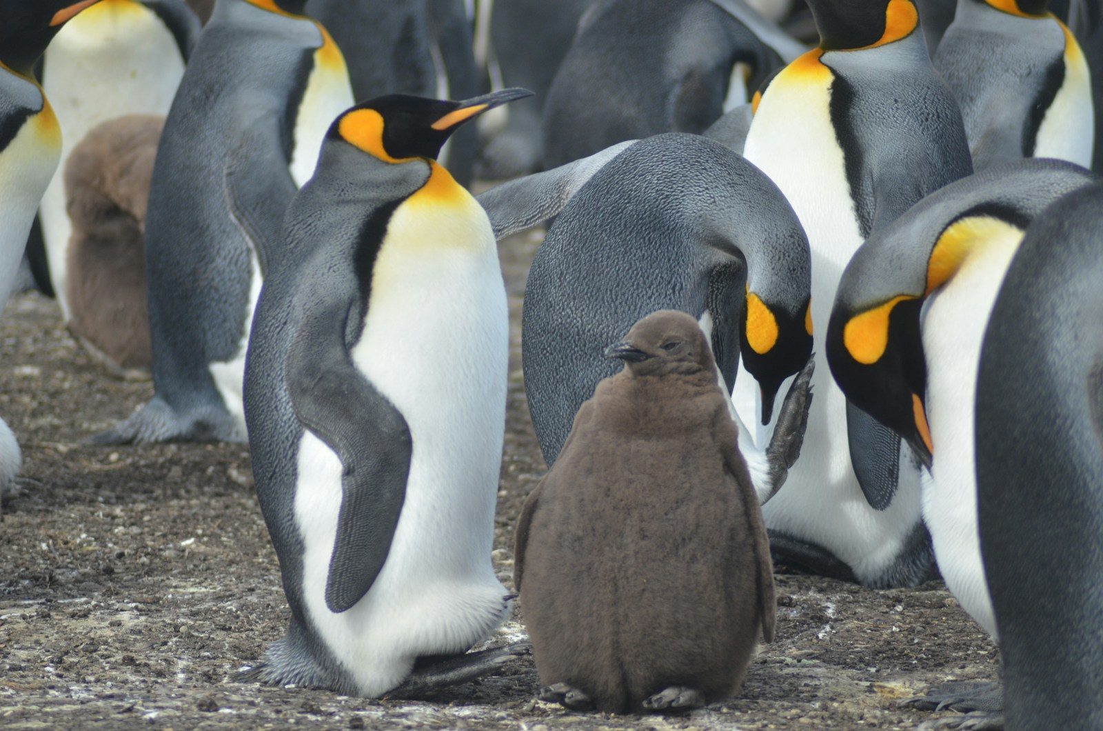 Adult king penguin and fluffy chick in a colony.