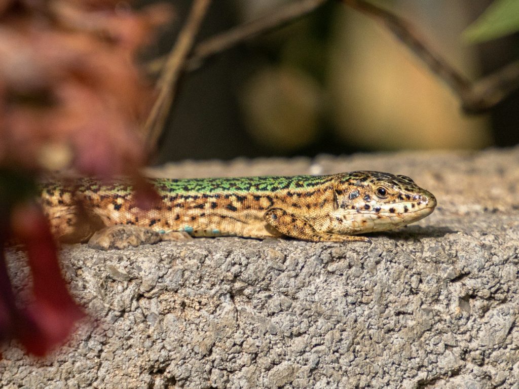 a close up of a lizard on a rock