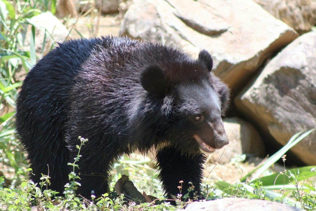 A black bear stands outdoors near rocks and greenery.