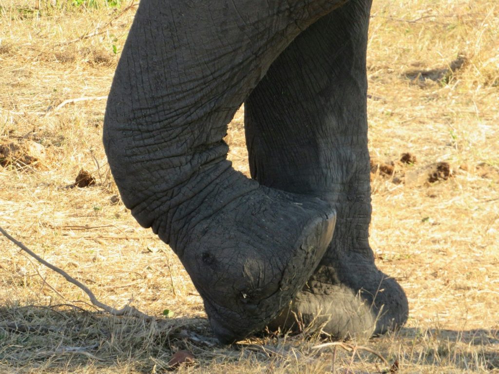 a close up of an elephant's legs and foot