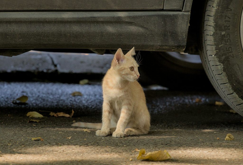 a small orange cat sitting under a car