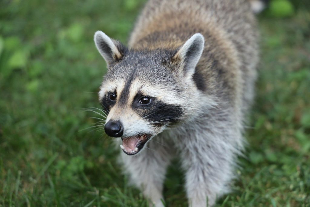 gray and white animal on green grass during daytime