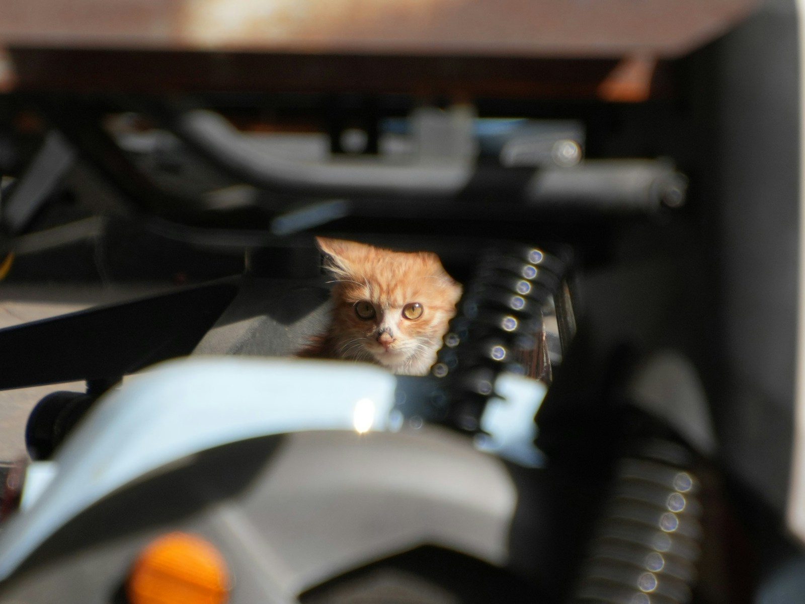 An orange kitten peeks out from under a vehicle.