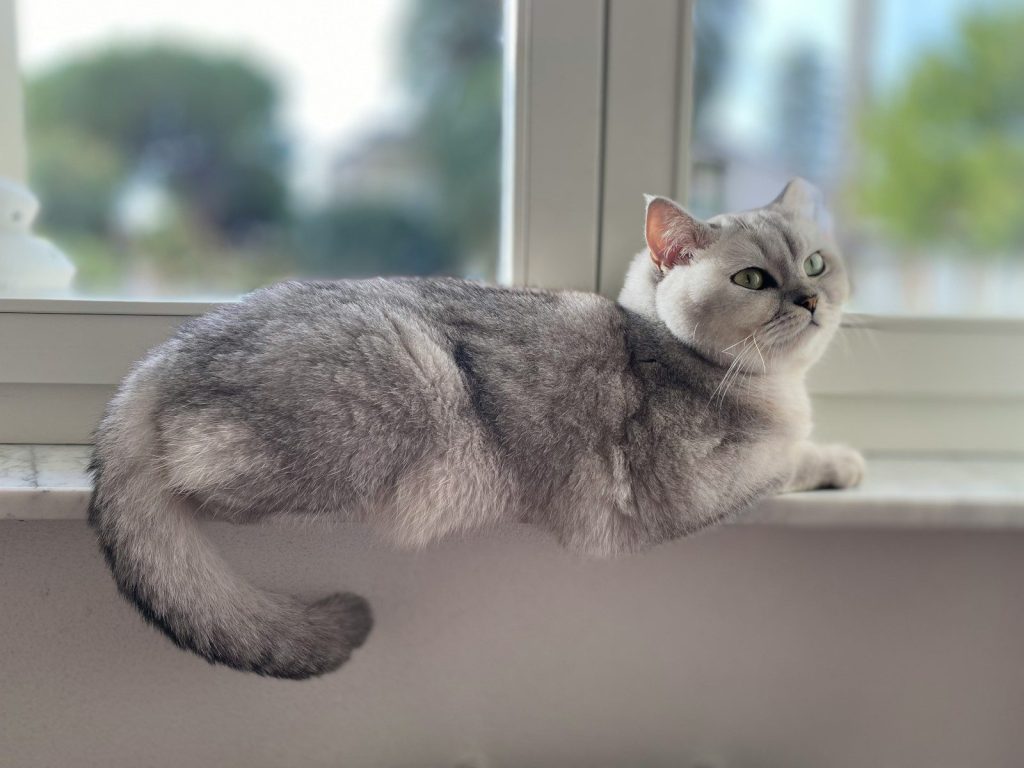 a gray and white cat sitting on a window sill