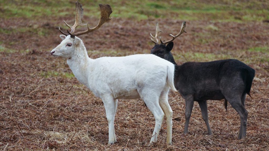 a couple of animals standing on top of a dry grass field