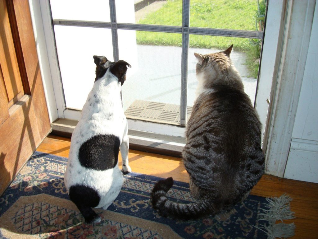 a cat and a dog looking out a window