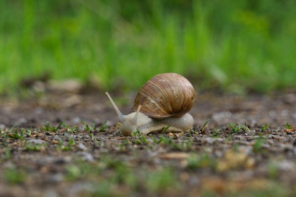 brown snail on brown soil