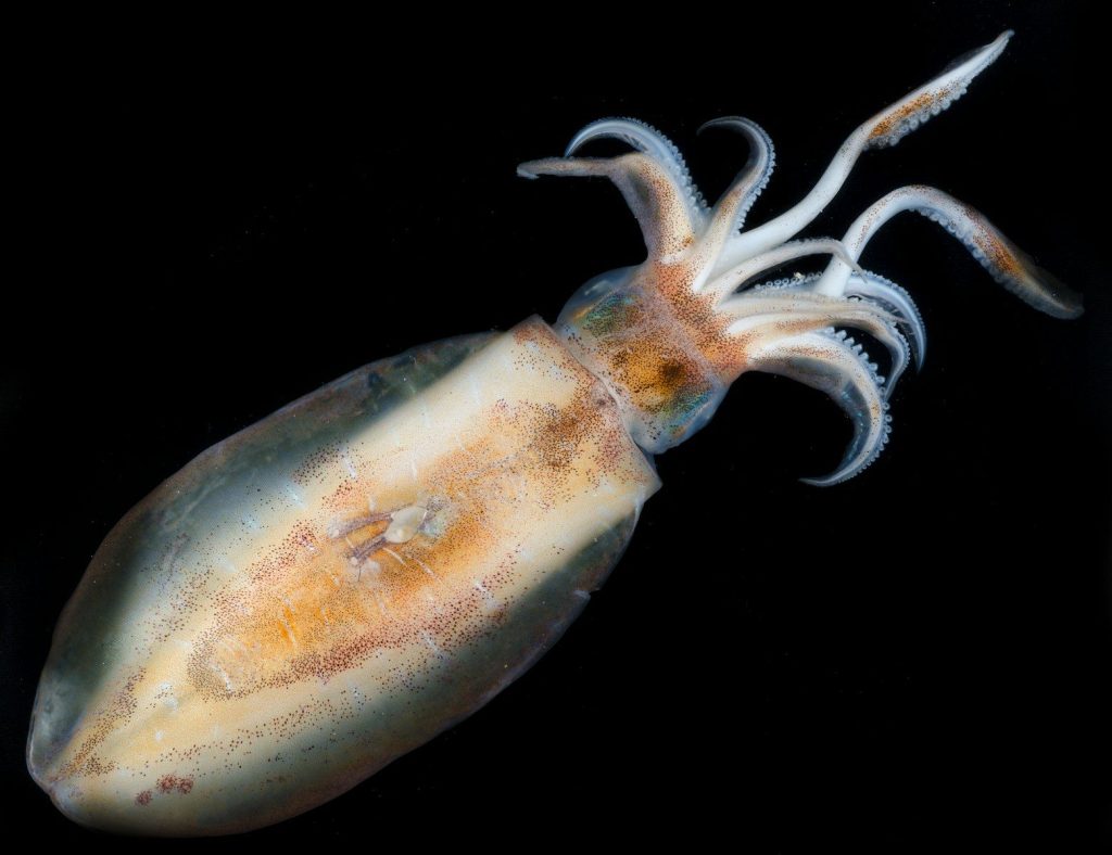 A translucent squid with tentacles against a black background.