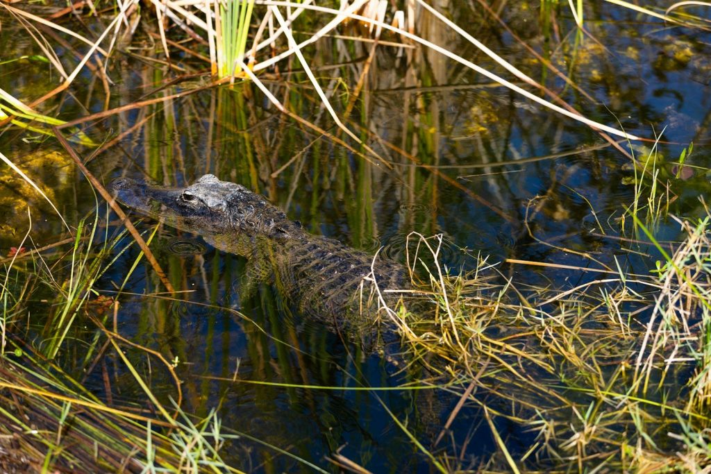 A small alligator partially submerged in grassy water.