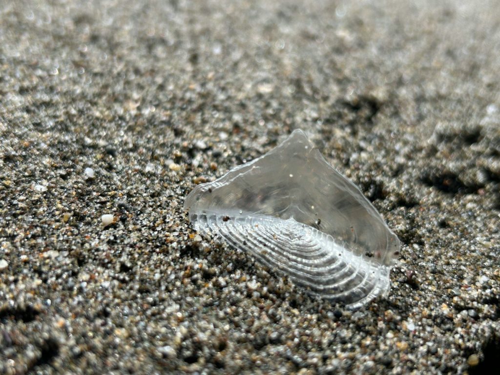 A translucent jellyfish washes ashore on a sandy beach.