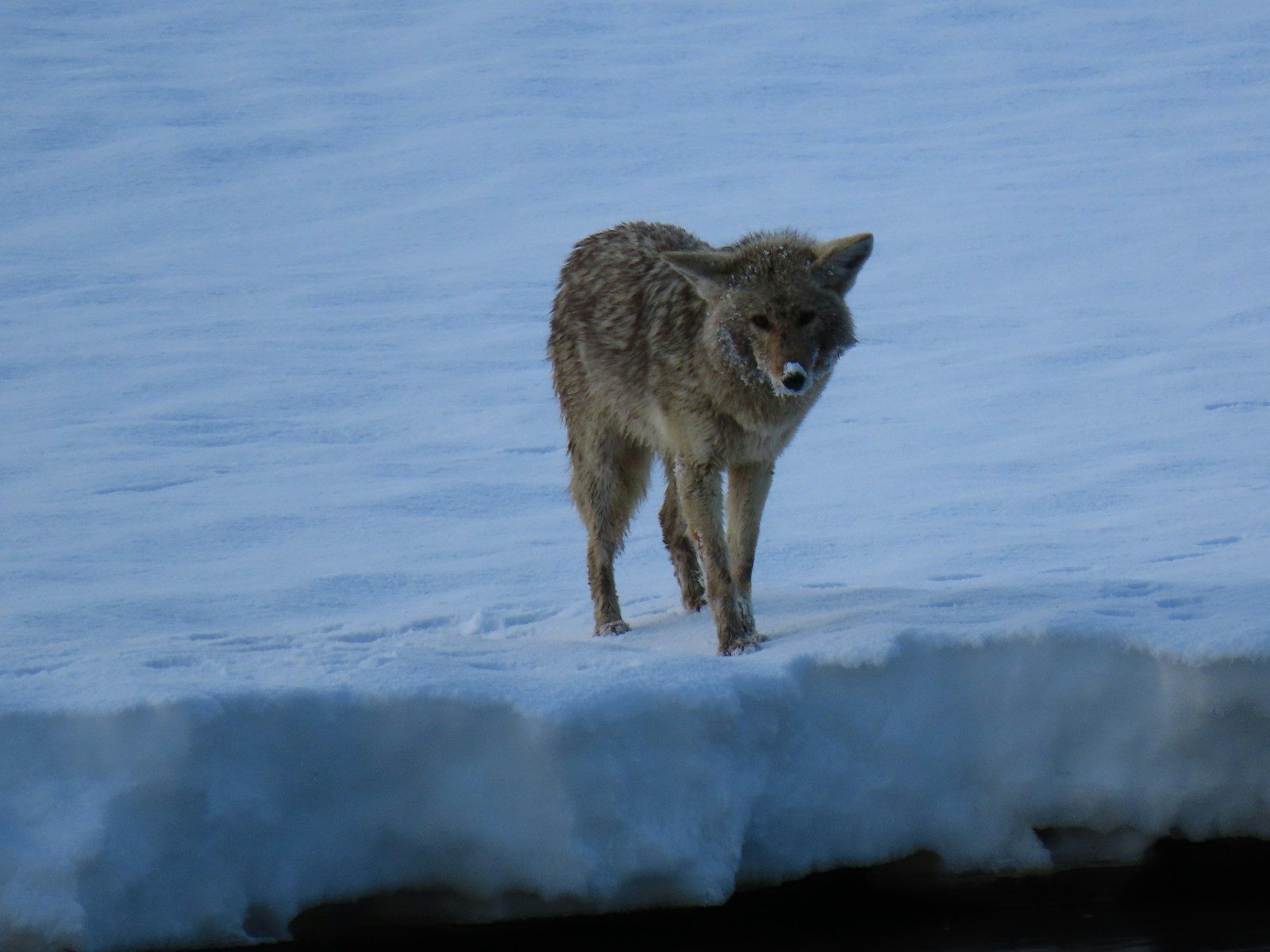 a lone wolf standing on top of a snow covered slope
