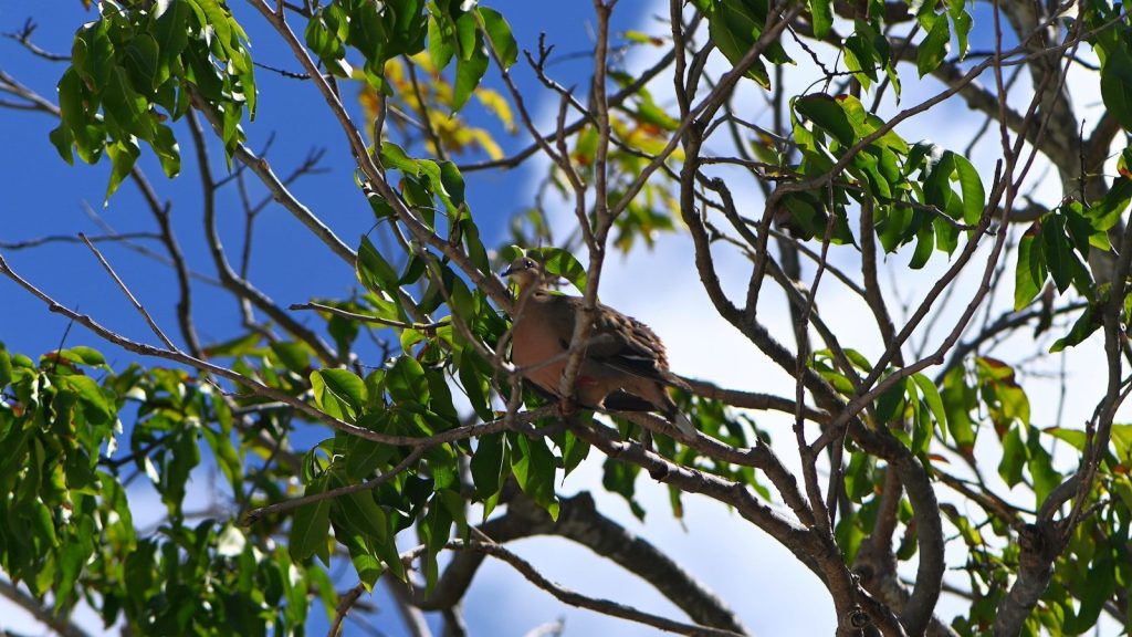 A bird sitting in a tree with leaves
